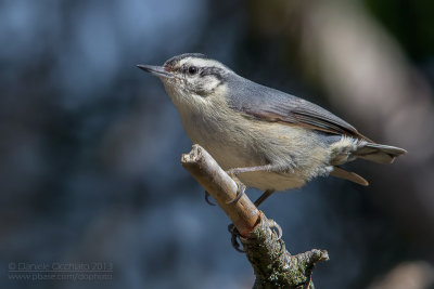 Corsican Nuthatch (Sitta whiteheadi)