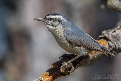 Corsican Nuthatch (Sitta whiteheadi)