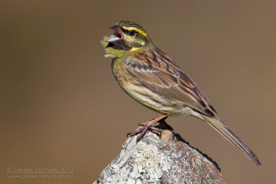 Cirl Bunting (Emberiza cirlus)