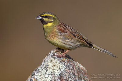 Cirl Bunting (Emberiza cirlus)