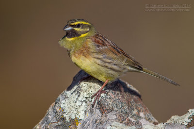 Cirl Bunting (Emberiza cirlus)