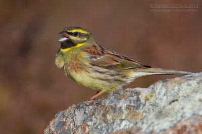 Cirl Bunting (Emberiza cirlus)