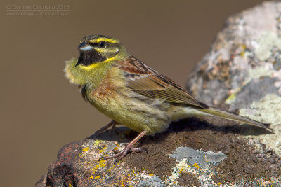 Cirl Bunting (Emberiza cirlus)