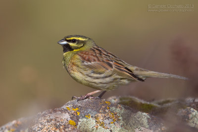 Cirl Bunting (Emberiza cirlus)