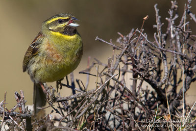 Cirl Bunting (Emberiza cirlus)