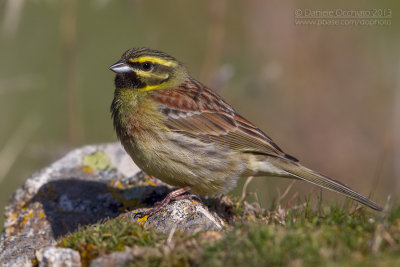 Cirl Bunting (Emberiza cirlus)