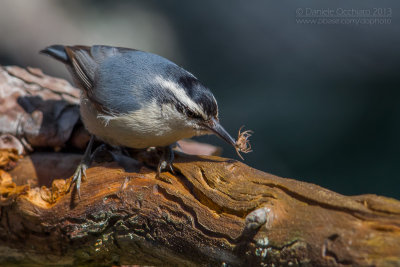 Corsican Nuthatch (Sitta whiteheadi)