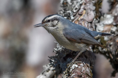 Corsican Nuthatch (Sitta whiteheadi)