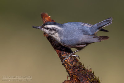 Corsican Nuthatch (Sitta whiteheadi)