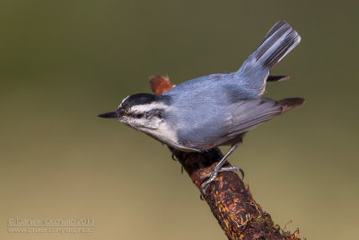 Corsican Nuthatch (Sitta whiteheadi)