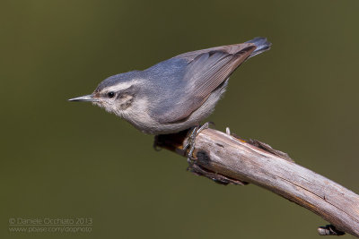 Corsican Nuthatch (Sitta whiteheadi)