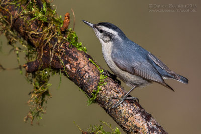 Corsican Nuthatch (Sitta whiteheadi)