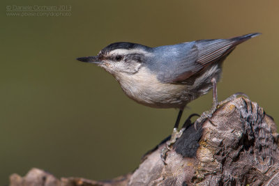 Corsican Nuthatch (Sitta whiteheadi)