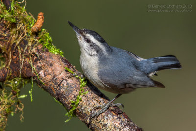 Corsican Nuthatch (Sitta whiteheadi)