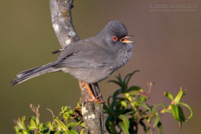 Marmora's Warbler (Sylvia sarda)