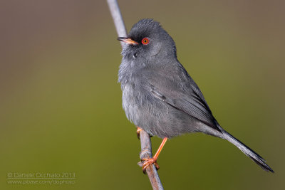 Marmora's Warbler (Sylvia sarda)