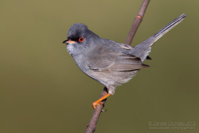 Marmora's Warbler (Sylvia sarda)