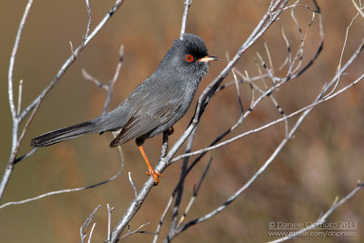 Marmora's Warbler (Sylvia sarda)