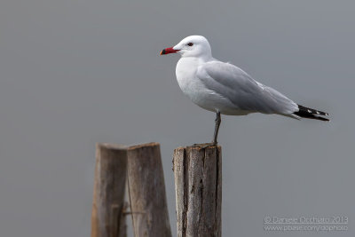 Audouin's Gull (Ichthyaetus audouinii)