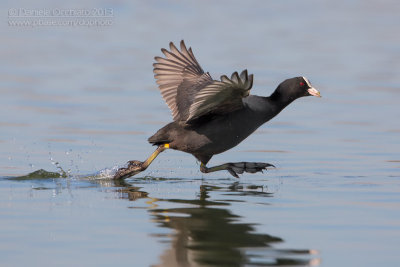 Coot (Fulica atra)