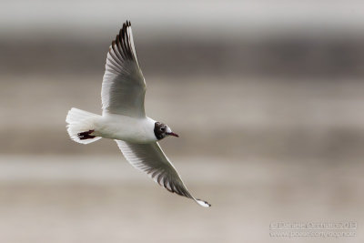 Common Black-headed Gull (Croicocephalus ridibundus)