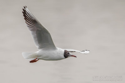 Common Black-headed Gull (Croicocephalus ridibundus)