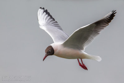 Common Black-headed Gull (Croicocephalus ridibundus)