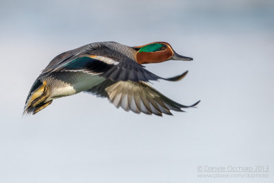 Eurasian Teal (Anas crecca)