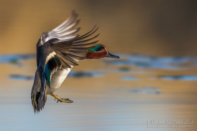 Eurasian Teal (Anas crecca)