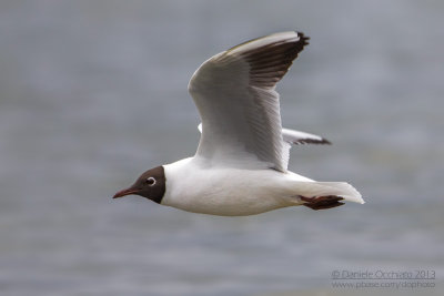 Common Black-headed Gull (Croicocephalus ridibundus)