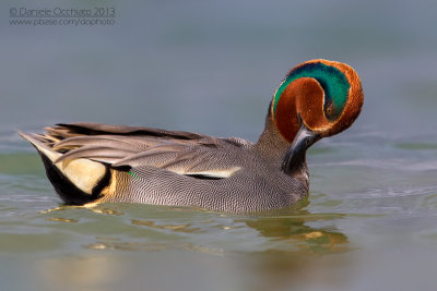 Eurasian Teal (Anas crecca)