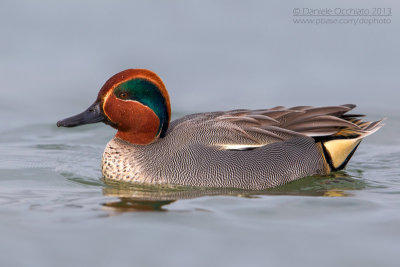 Eurasian Teal (Anas crecca)