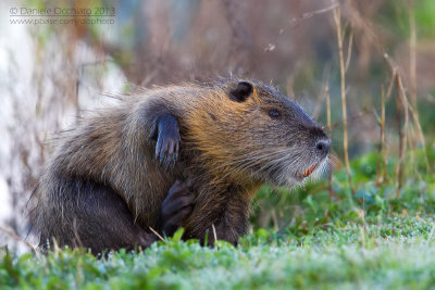 Coypu (Miocastor coypus)