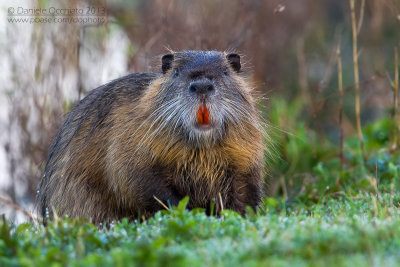 Coypu (Miocastor coypus)