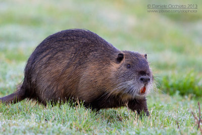 Coypu (Miocastor coypus)