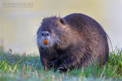 Coypu (Miocastor coypus)