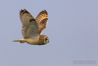 Short-eared Owl (Asio flammeus)