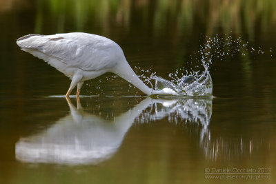 Great White Egret (Casmerodius albus)
