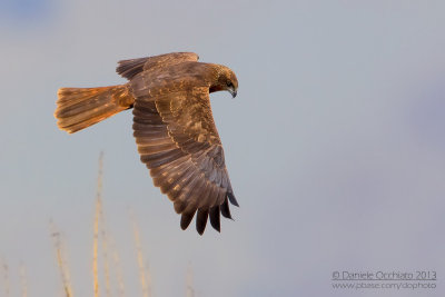 Marsh Harrier (Circus aeruginosus)