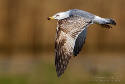 Yellow-legged Gull (Larus michahellis)