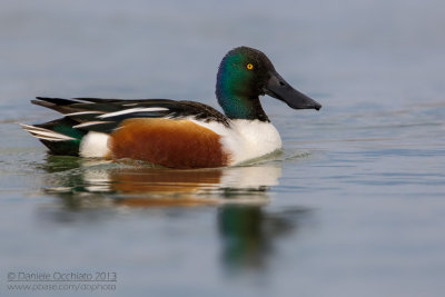 Northern Shoveler (Anas clypeata)