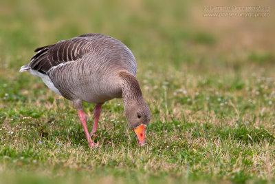 Greylag Goose (Anser anser)