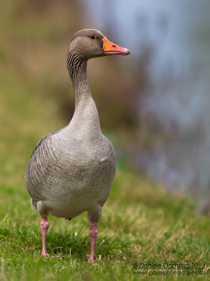 Greylag Goose (Anser anser)