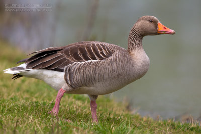 Greylag Goose (Anser anser)