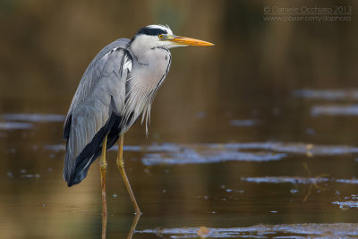 Grey Heron (Ardea cinerea)