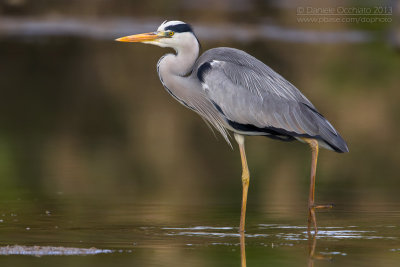 Grey Heron (Ardea cinerea)