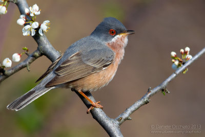 Moltoni's Warbler (Sylvia subalpina)