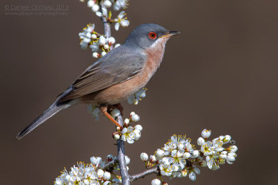 Moltoni's Warbler (Sylvia subalpina)