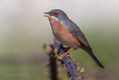 Moltoni's Warbler (Sylvia subalpina)