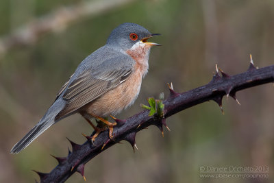 Moltoni's Warbler (Sylvia subalpina)